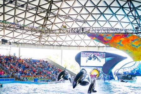 9 Insider Secrets for Visiting SeaWorld San Antonio TX in 2024