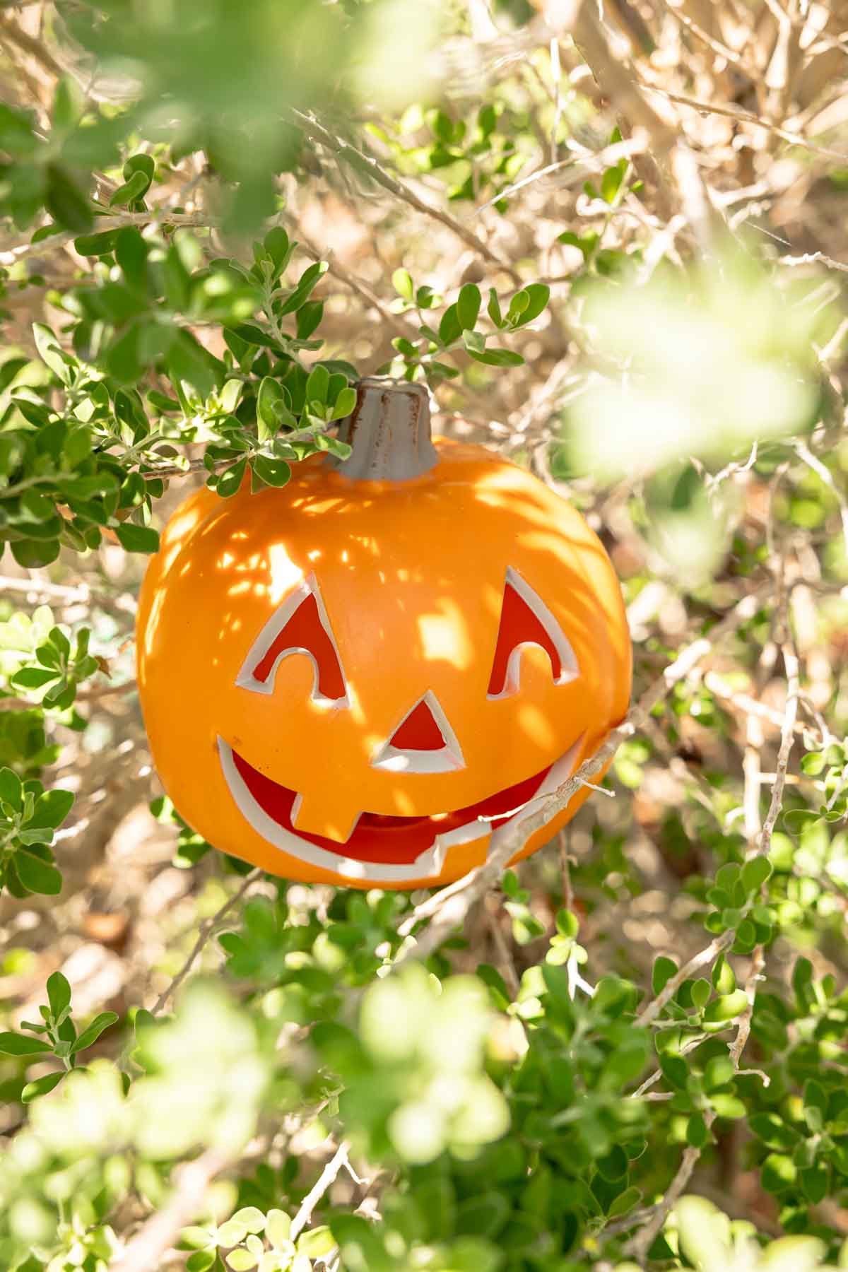 mini pumpkin hidden in leaves