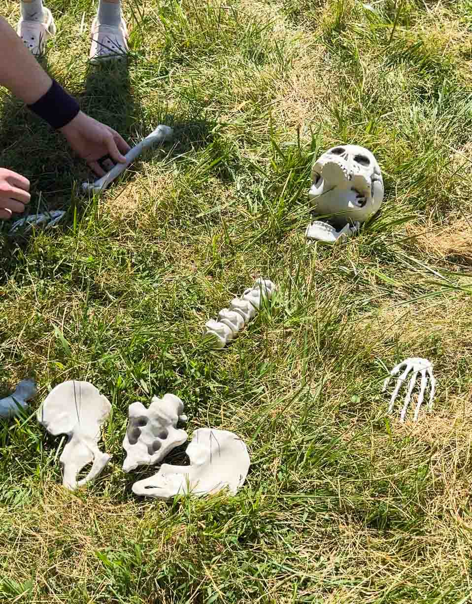 bones in part of a skeleton in the grass