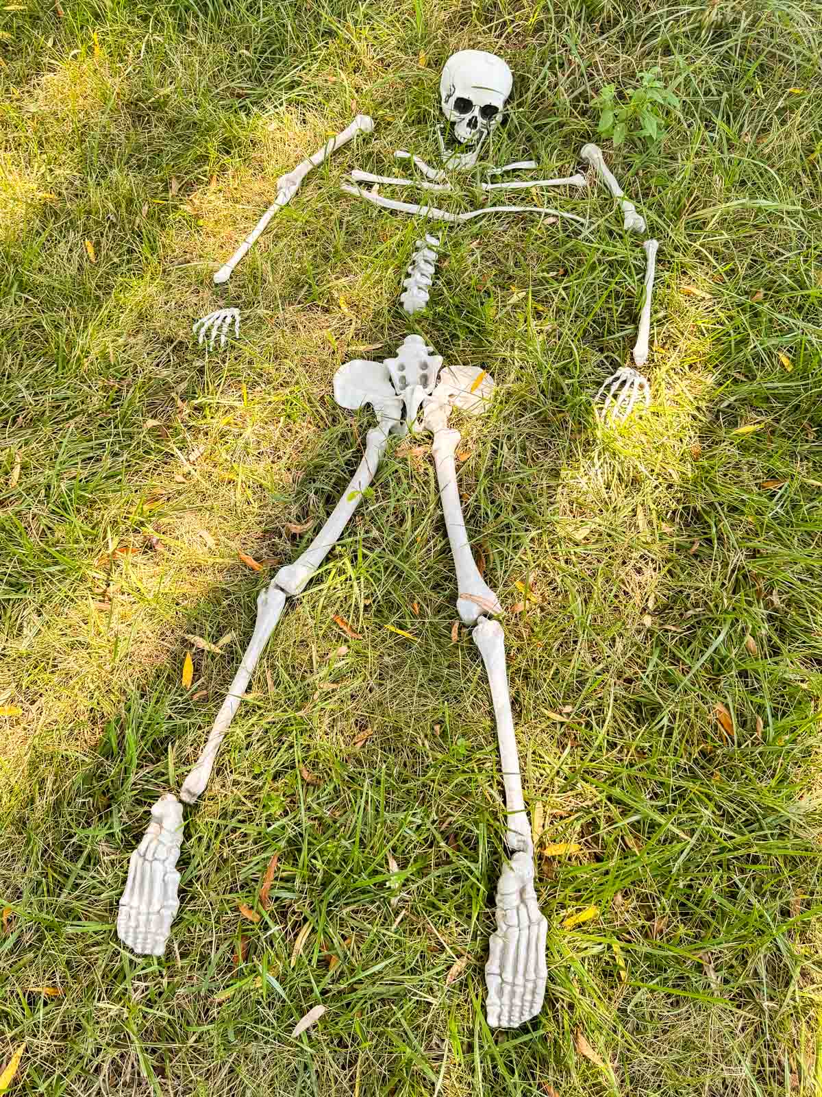 skeleton bones in the grass